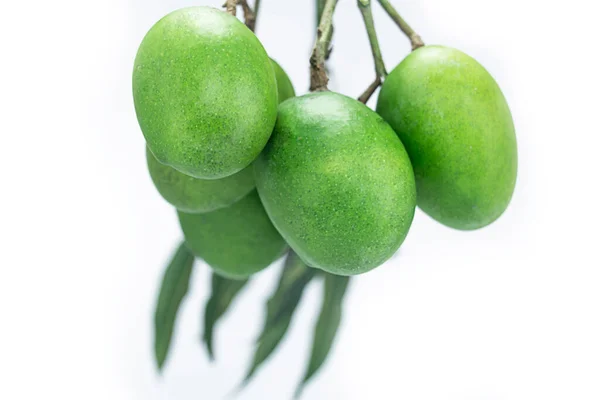 Bunch Hanging Green Mangoes Isolated White Background — ストック写真
