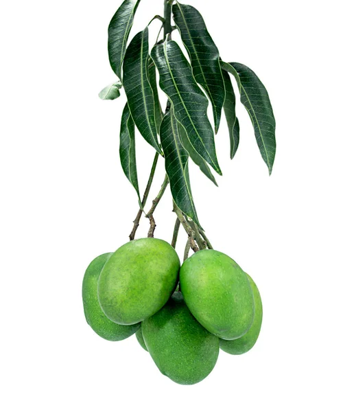 Green Mango Fruit Growing Tree Closeup White Background — ストック写真