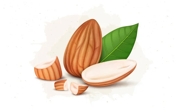 Fresh Almond Nuts Vector Illustration Half Almonds Broken Pieces Leaf — Stockvector