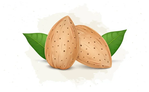 Kacang Almond Dengan Shell Dan Hijau Daun Vektor Ilustrasi Terisolasi - Stok Vektor