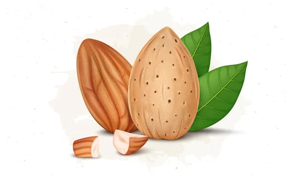 Almond Nut Dengan Kulit Almond Dengan Daun Hijau Dan Potongan - Stok Vektor