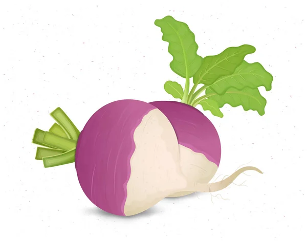 Turnips Vegetable Vector Illustration Green Leaves White Background — 图库矢量图片