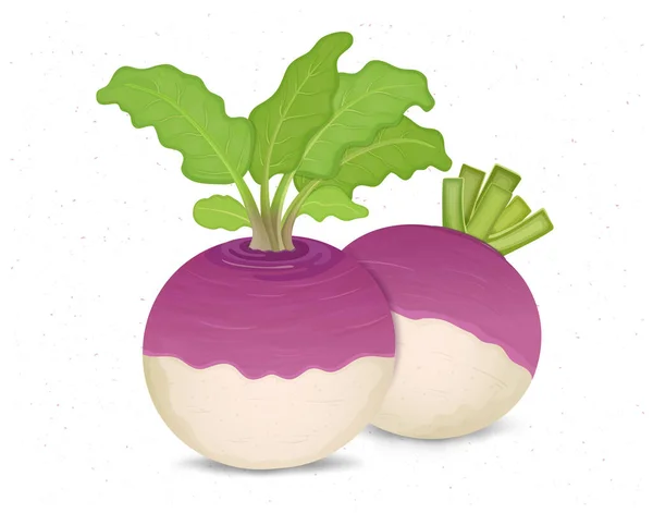 Turnips Vegetable Vector Illustration Green Leaves Isolated White Background — Stockvector