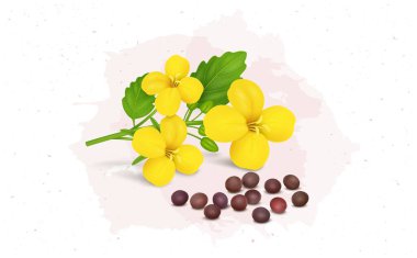 Mustard seed plant flower and mustard seeds vector illustration