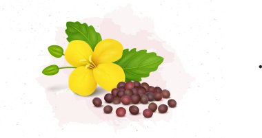 Red Mustard Seed with Mustard plant flower vector illustration isolated on white background