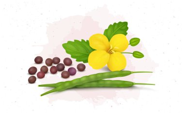 Red Mustard seeds vector illustration with yellow flower and seeds bean