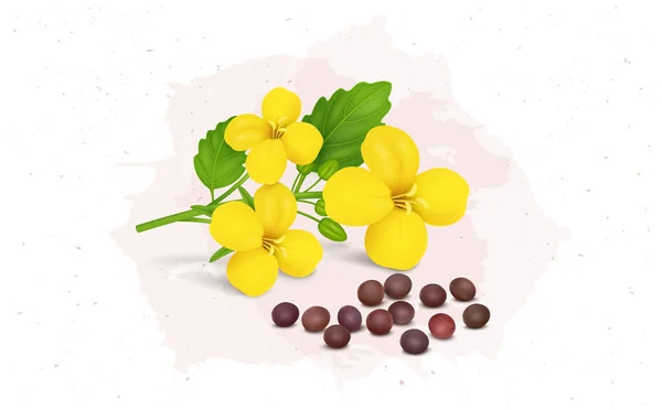 Mustard Seed Plant Flower Mustard Seeds Vector Illustration —  Vetores de Stock