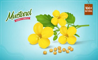 Mustard Seeds and yellow mustard plant flower on blue background vector illustration