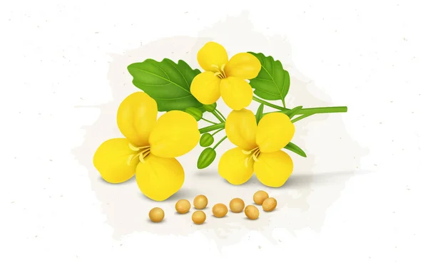 Mustard Plant Flower Mustard Seed Vector Illustration — ストックベクタ