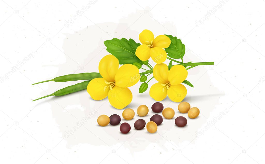 Mustard seed and flower with mustard plant green beans