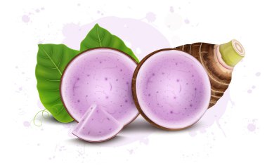 Taro Root vegetable vector illustration with Taro Root slices and green leaves