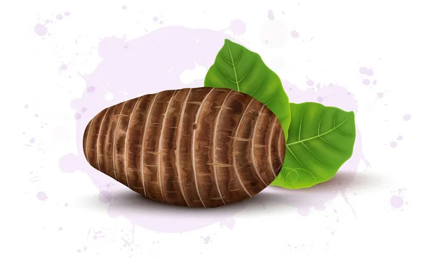 Fresh Taro Root Vegetable Vector Illustration Taro Root Leaves — Archivo Imágenes Vectoriales