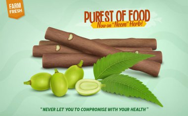 Ayurvedic Neem Chew Sticks and neem tree fruits with neem leaves vector illustration