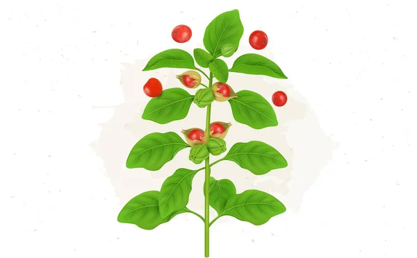 Ashwagandha Ayurvedische Kräuterpflanze Mit Roten Beeren Vektorillustration — Stockvektor