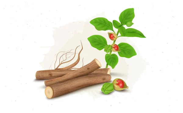 Ashwagandha Wurzeln Stamm Mit Pflanzen Und Beeren Vektor Illustration Isoliert — Stockvektor
