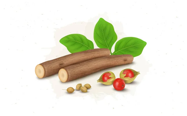 Ashwagandha Kräuterwurzeln Vektorillustration Mit Ashwagandha Strauchbeeren Und Blättern — Stockvektor