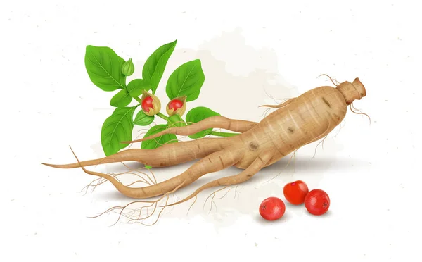 Ashwagandha veya Hint Ginseng Ayurveda ilacı kuru kökler ve yeşil yapraklı ve köklü böğürtlen vektör çizimi