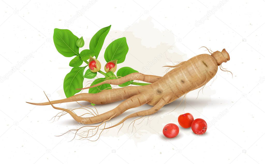 Ashwagandha or Indian Ginseng Ayurveda medicine dry stems and berries vector illustration with green leaves or roots