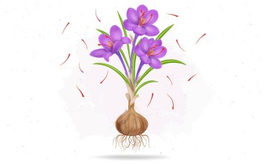 Bitki kökleri ve stamensli Safran Bitkisi vektör çizimi