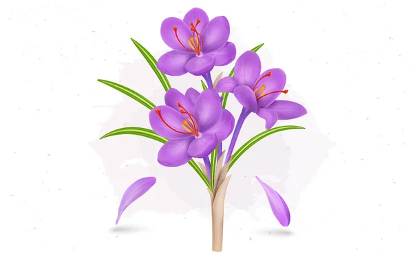 Εικόνα Διάνυσμα Λουλουδιών Σαφράν Στήμονες Σαφράν — Διανυσματικό Αρχείο
