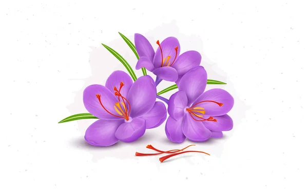 Safranblume Mit Staubgefäßen Vektor Illustration Isoliert Auf Weißem Hintergrund — Stockvektor