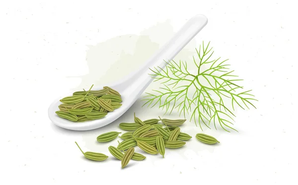 Semințe Proaspete Fenicul Verde Ilustrație Vectorială Frunze Fenicul — Vector de stoc