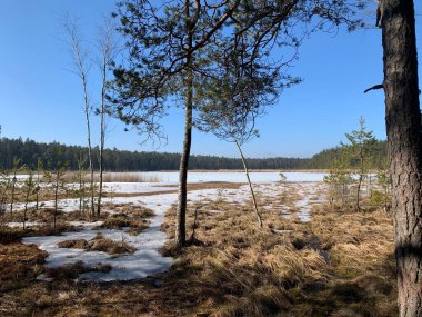 Donmuş gölde yalnız bir ağaç.