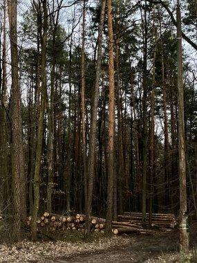 Yağmur üstüne bahar ormanı