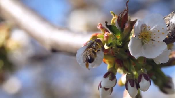 A abelha poliniza uma flor de cerejeira. Flores brancas florescem em um dia ensolarado brilhante contra um céu azul — Vídeo de Stock