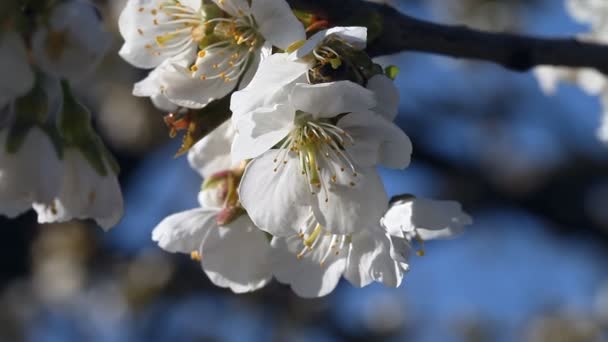 Honingbij bestuift een kersenboom bloem. Witte bloemen bloeien op een heldere zonnige dag tegen een blauwe lucht — Stockvideo