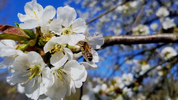 Honingbij bestuift een kersenboom bloem. Witte bloemen bloeien op een heldere zonnige dag tegen een blauwe lucht — Stockvideo