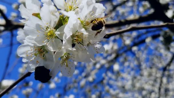 Honungsbiet pollinerar en körsbärsträdsblomma. Vita blommor blommar en ljus solig dag mot en blå himmel — Stockvideo