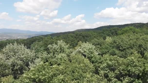 Drone che sorvola una cima di un albero in una giornata di sole — Video Stock