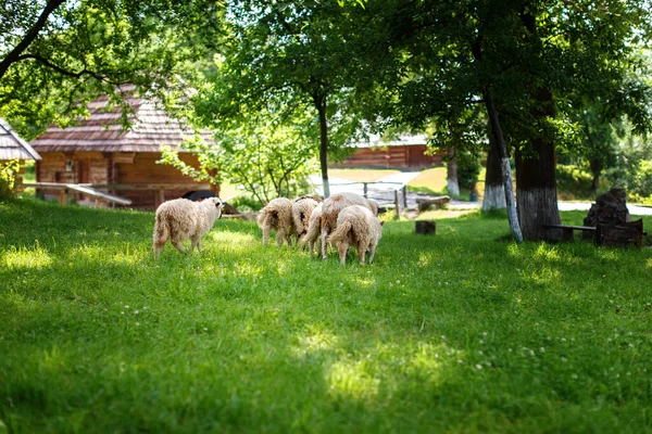Owce Pasą Się Zielonym Trawniku Pobliżu Rustykalnych Drewnianych Domów Ciepły — Zdjęcie stockowe