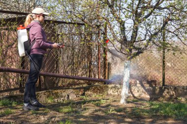 Bir kadın bahar bahçesinde çalışıyor ve meyve ağacındaki böcek ve böceklere karşı şarj edilebilir bir sprey kullanıyor..