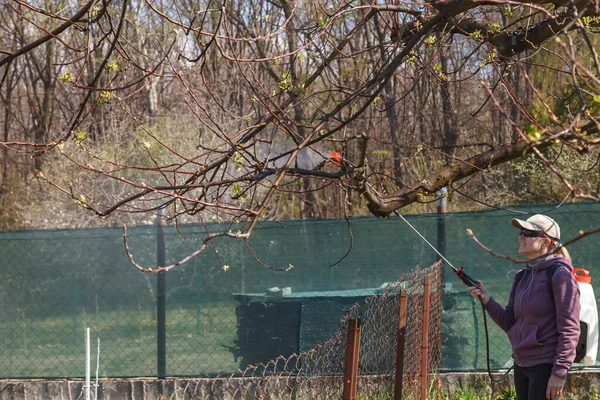 Kobieta pracuje w wiosennym ogrodzie i spryskuje rozpylaczem chemikaliami przeciw szkodnikom i owadom na drzewie owocowym.. — Zdjęcie stockowe