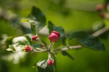 Elma ağacının çiçekleri ve tomurcukları bulanık bir zemin üzerinde güneşli bir havada, bahar arka planında