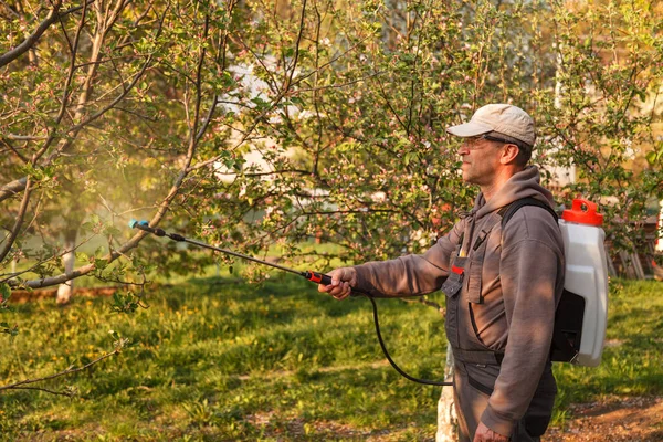 The man works in the spring garden and sprayes with the help of rechargeable chemicals for sprayers against pests and insects on a fruit tree — Stok Foto