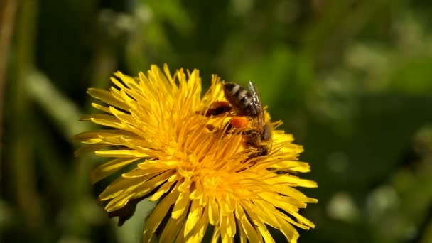Honey Bee Collects Pollen Yellow Dandelion Flower Bud Nature Sunny — Stock Video