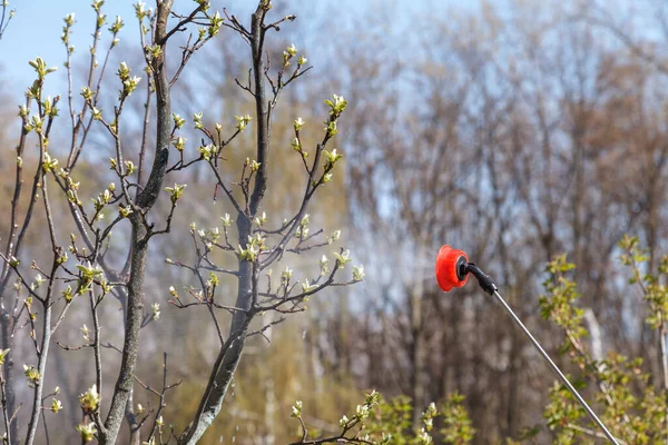Pencegahan Penyakit Pohon Buah Pada Awal Musim Semi Menyemprot Dengan — Stok Foto
