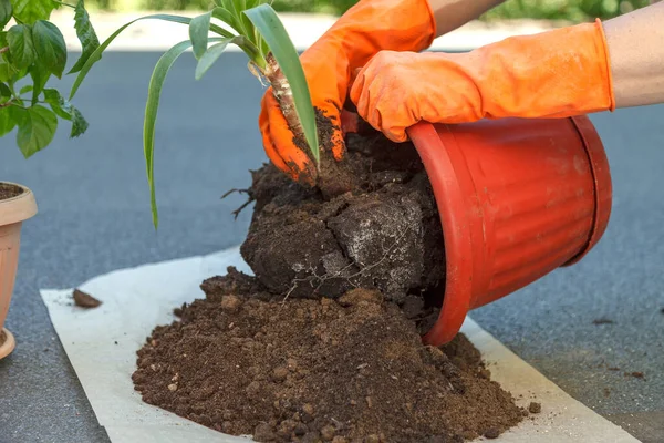 Hands Orange Safety Gloves Hold Plant Yucca Planting Large Brown — Fotografia de Stock