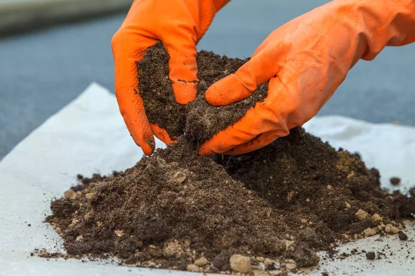 Gardeners Hands Orange Protective Gloves Mix Ground Sand Replanting Indoor — Stok Foto