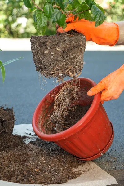 Hands Orange Safety Gloves Hold Plant Hibiscus Planting Large Brown — Stok Foto