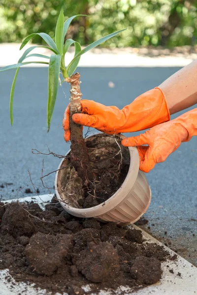 Hands Orange Safety Gloves Hold Plant Yucca Planting Large Beige — Stok Foto