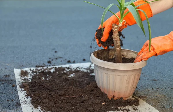 Filling Sand Soil Large Pot Transplanting Houseplant Close Home Gardening — Stok Foto