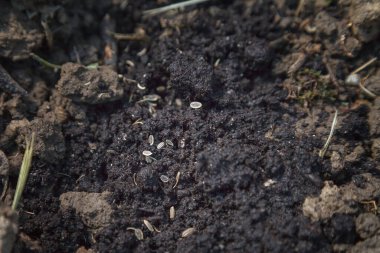 Maydanoz tohumlarının bahar ekimi hazır ve verimli topraklarda. Evde bahçıvanlık kavramı. Kapat.