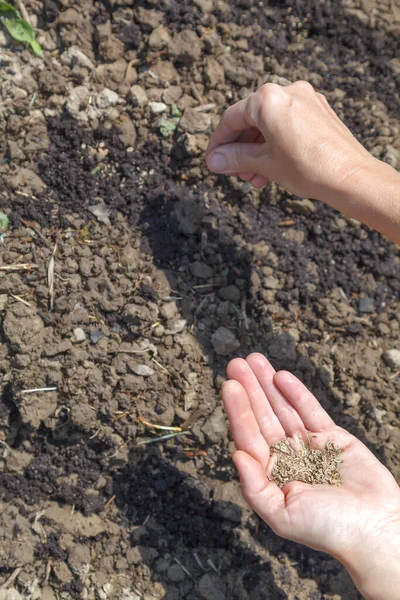 Spring Sowing Parsley Seeds Prepared Fertile Soil Concept Home Gardening — Fotografia de Stock