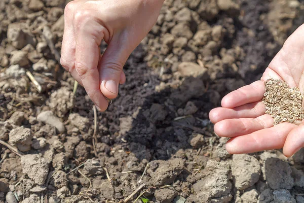 Spring Sowing Parsley Seeds Prepared Fertile Soil Concept Home Gardening — Stock Fotó