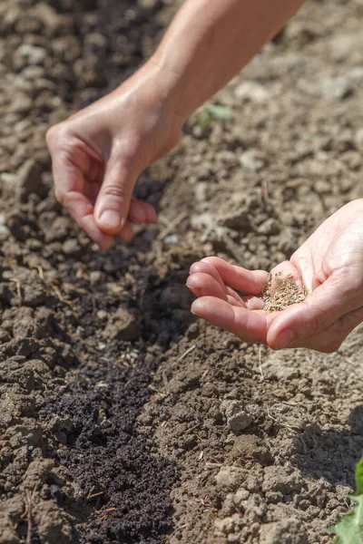 Spring Sowing Parsley Seeds Prepared Fertile Soil Concept Home Gardening — kuvapankkivalokuva