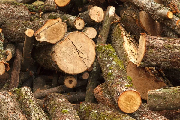 A bunch of big, sliced logs lying on the ground. Hardwood logs will be cut and pounded with an axe for further drying for heating of the house in winter cold time.